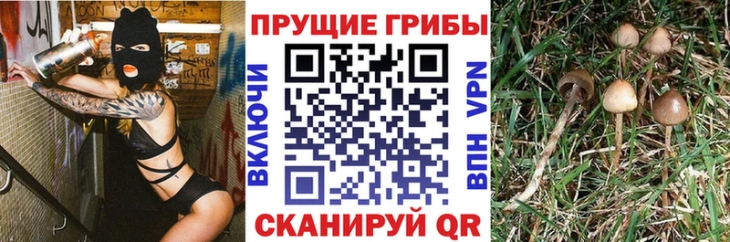 hydra зеркало  Шумиха  Галлюциногенные грибы Psilocybe 